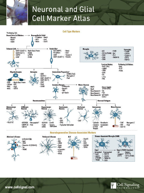 ニューロンとグリア細胞のマーカーアトラス